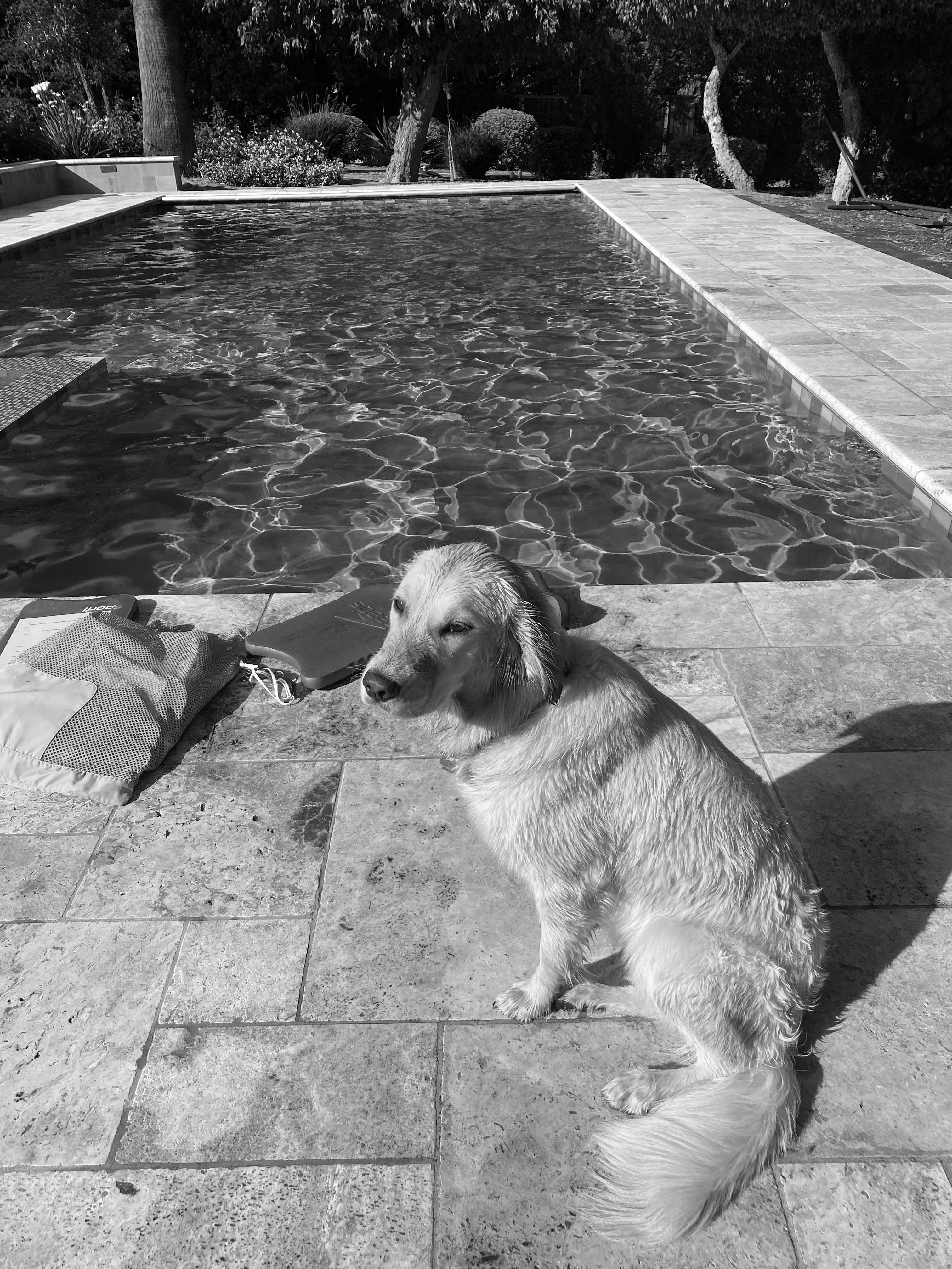 Dog by pool - grayscale