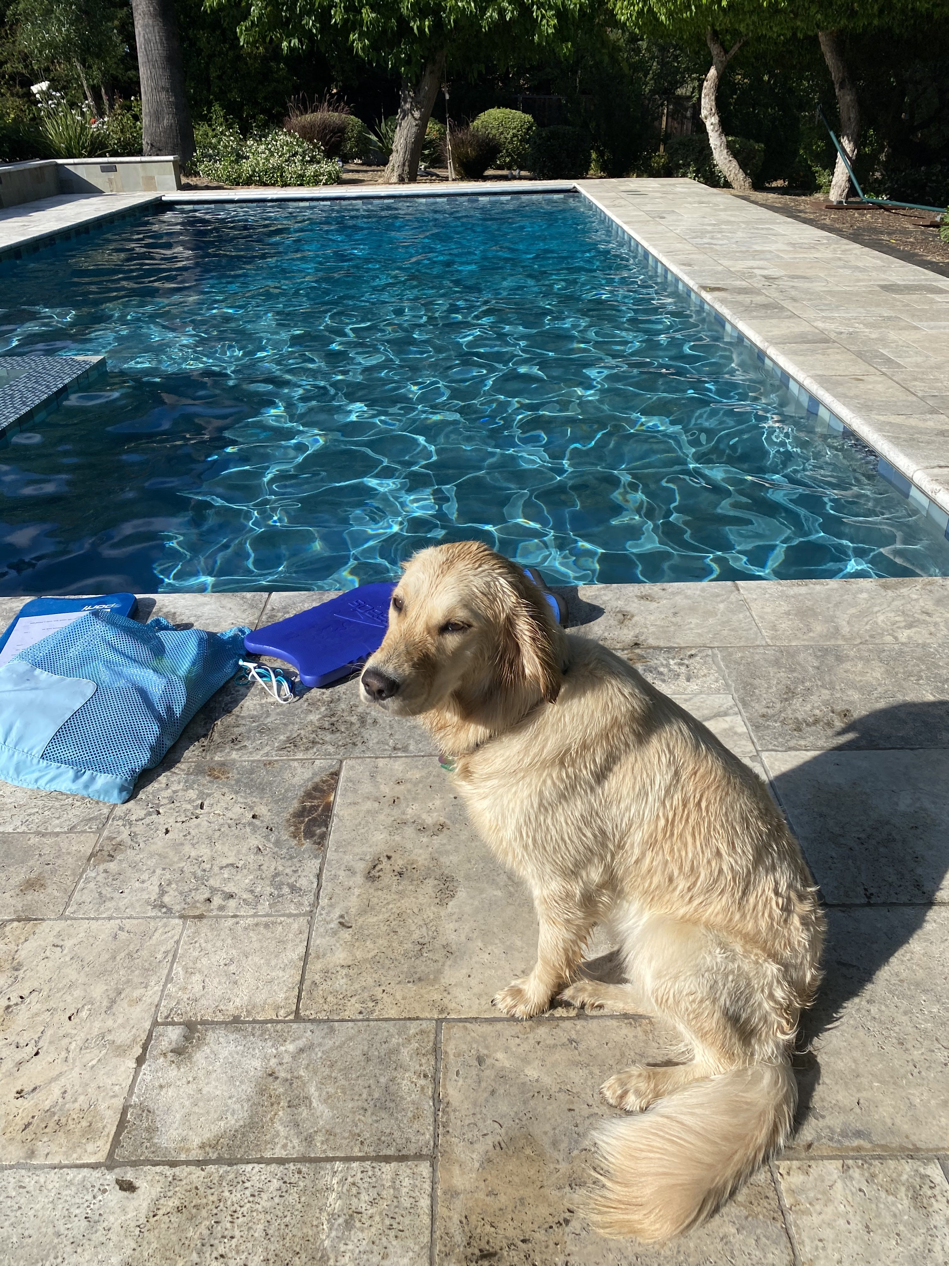 Dog by pool