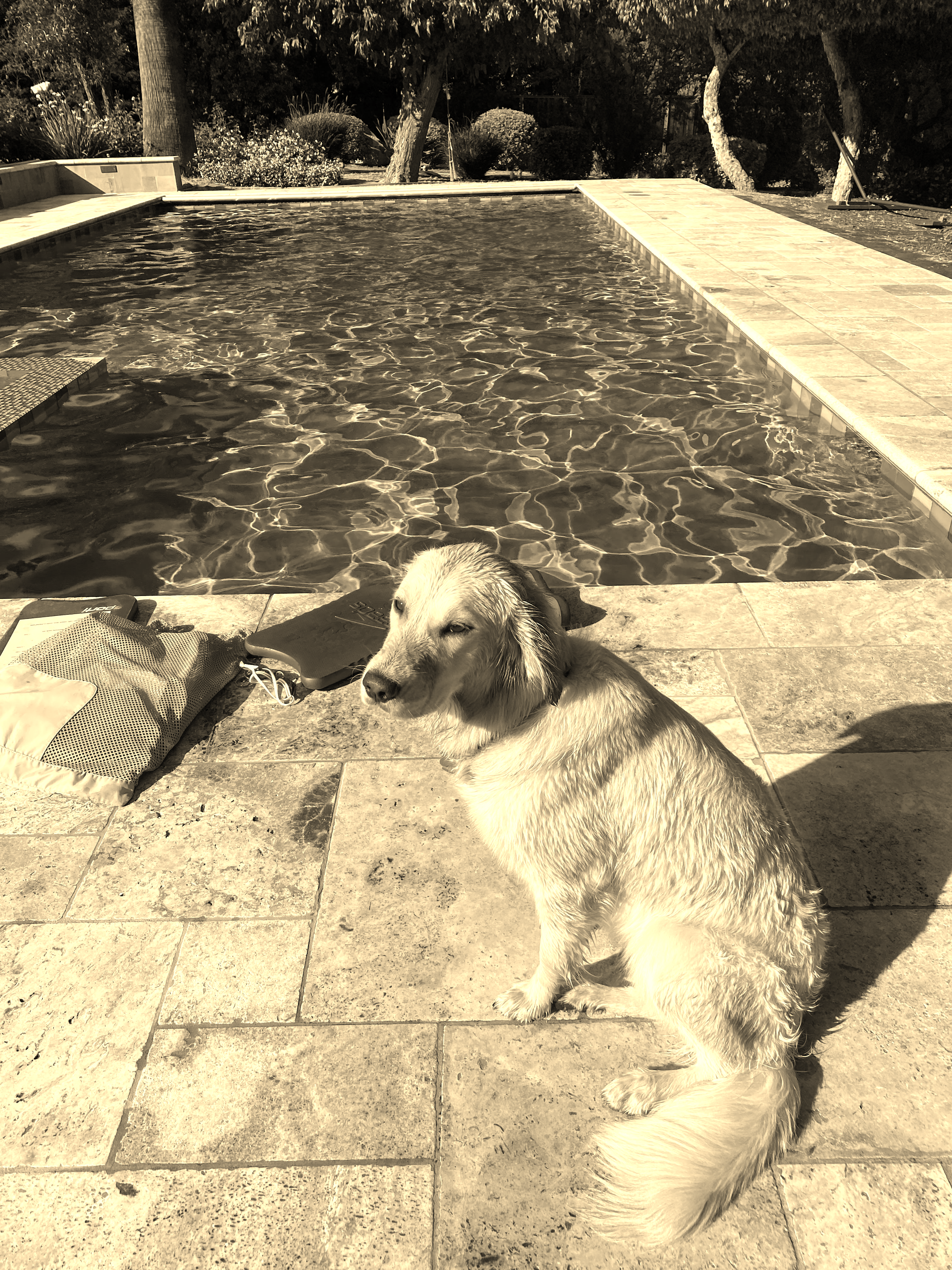 Dog by pool - sepia